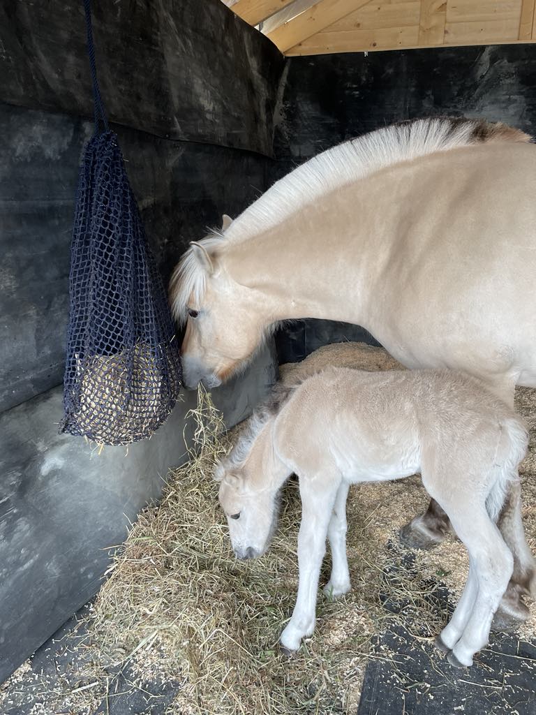 Finmasket høynett til hest. Str M
